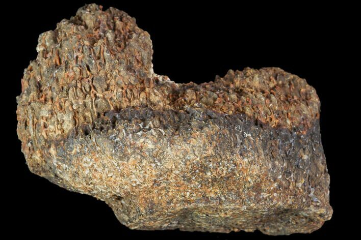 Achelousaurus Bone Fragment - Montana #103150